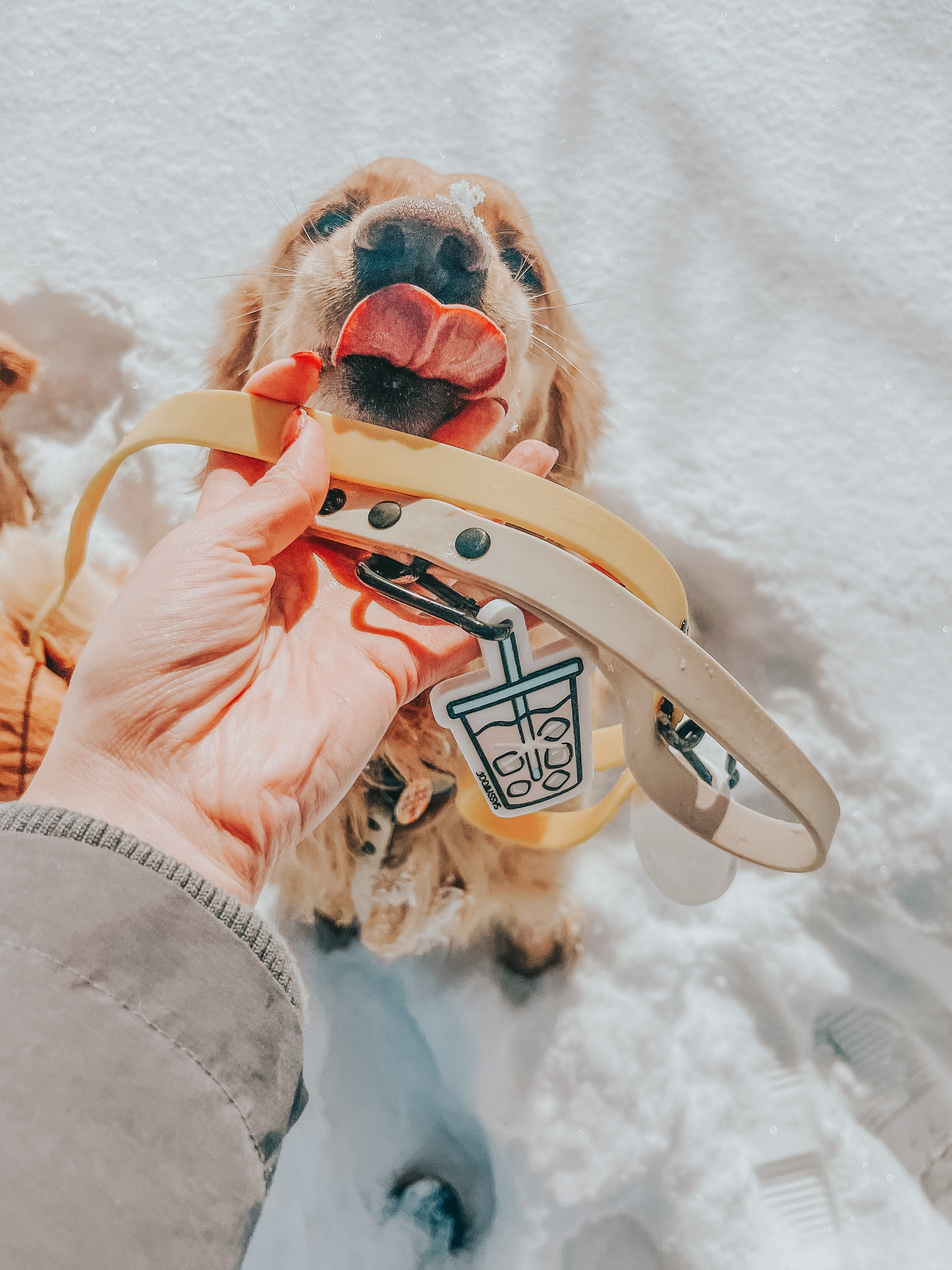 Dog Waterproof Leash - Beige