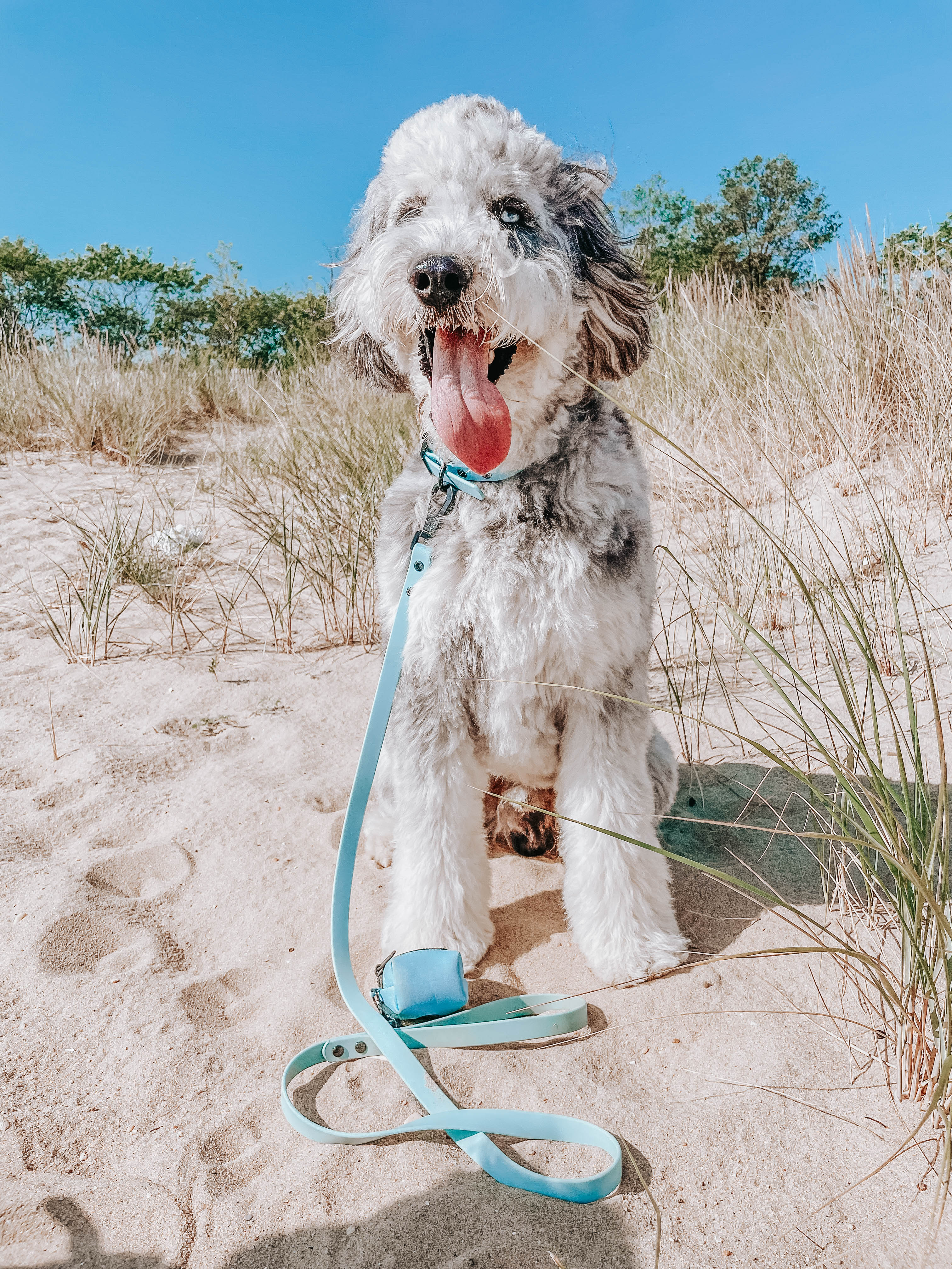 Dog Waterproof Leash - Blue