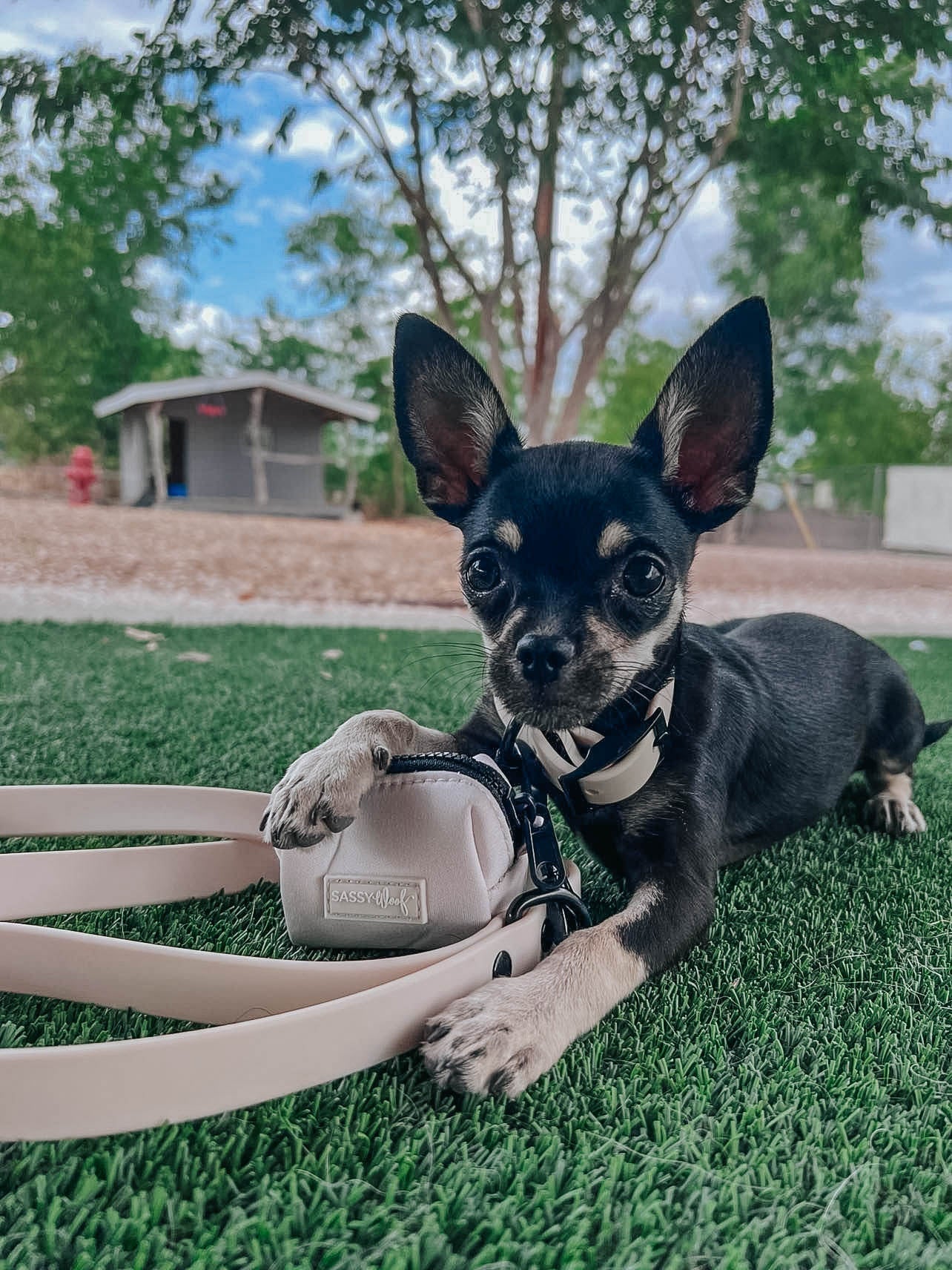 Dog Waterproof Leash - Beige