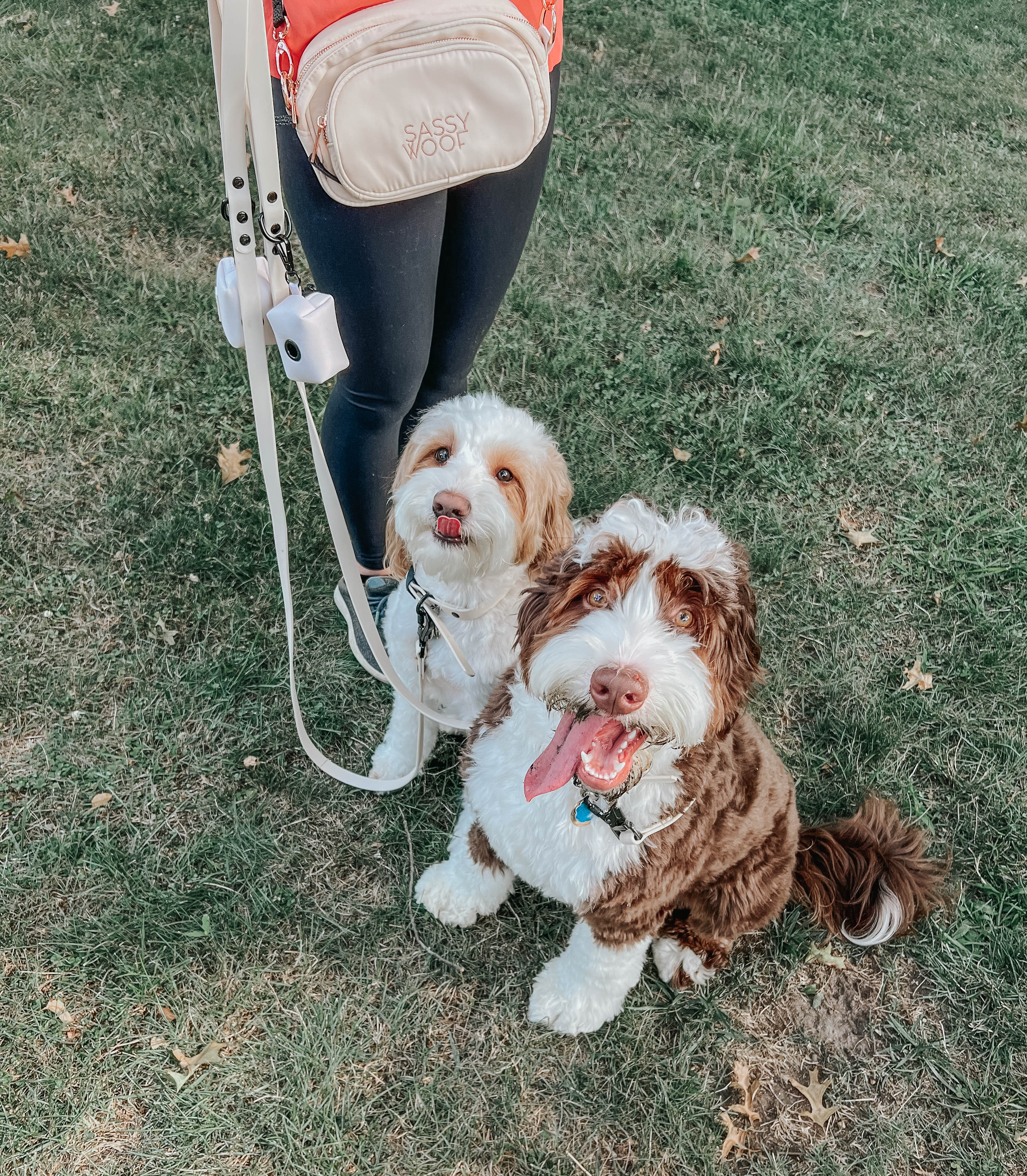 Dog Waterproof Leash - Beige