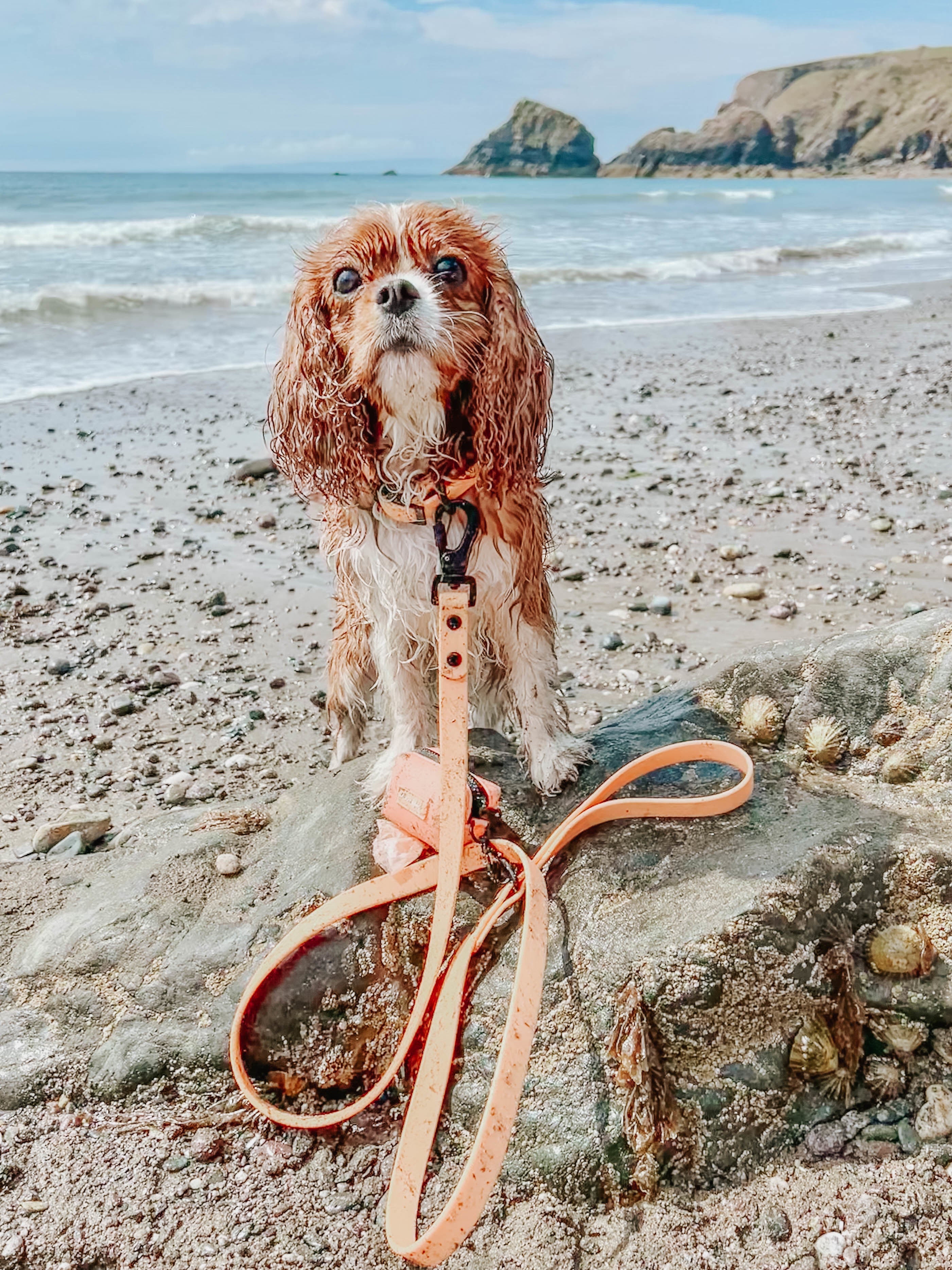 Dog Waterproof Collar - Orange