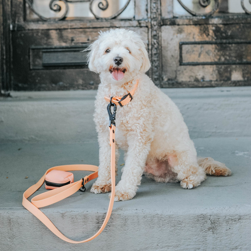 Dog Waterproof Collar - Orange