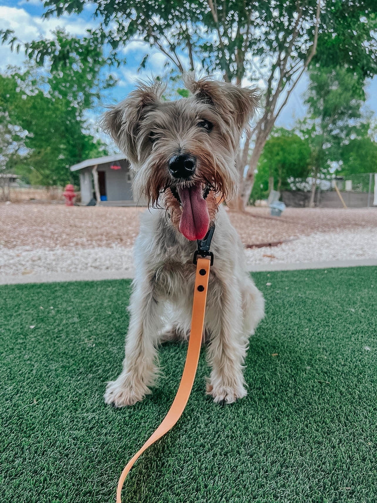 Dog Waterproof Collar - Orange