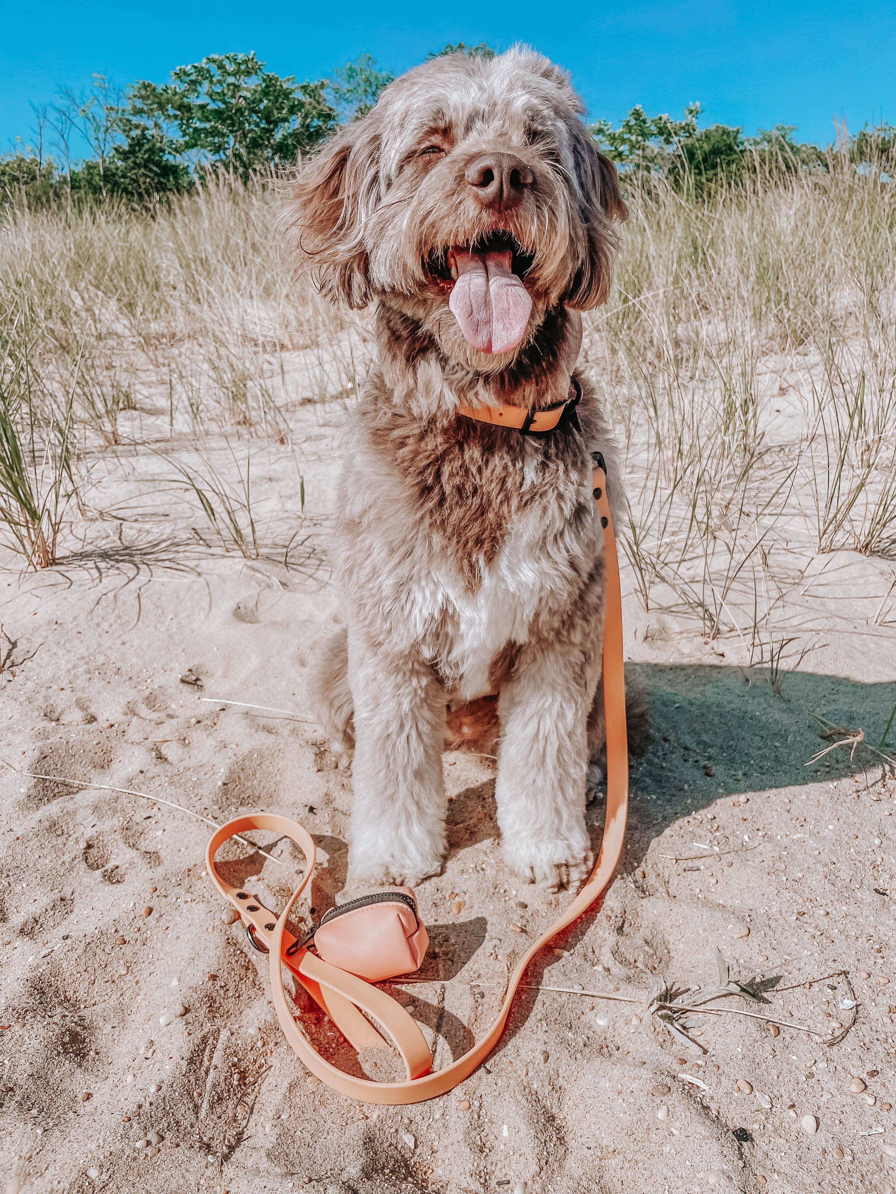 Dog Waterproof Collar - Orange