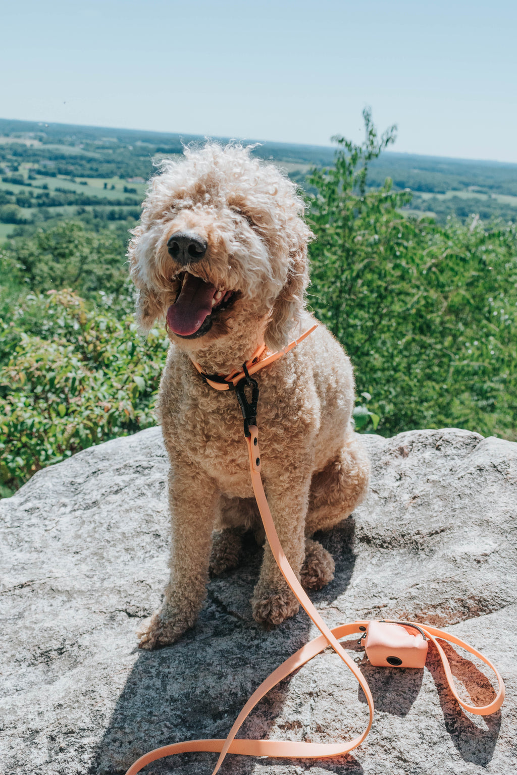 Dog Waterproof Collar - Orange